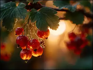 Grafika AI, Porzeczki, Czerwone, Liście