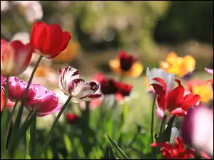 Kwiaty, Różnokolorowe, Tulipany