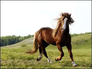 Kłus, Koń, Łąka