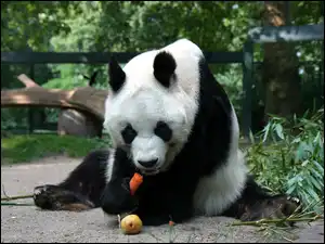 Marchewka, Głodny, Miś, Panda