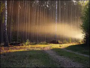 Słoneczne smugi na wysokich drzewach przy leśnej ścieżce