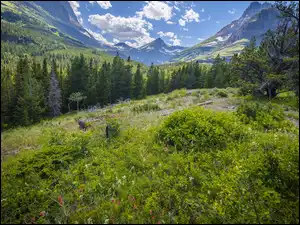 Drzewa, Kwiaty, Stany Zjednoczone, Góry, Montana, Park Narodowy Glacier, Rośliny