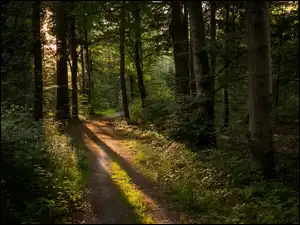 Ścieżka, Dróżka, Drzewa, Las, Rozświetlona