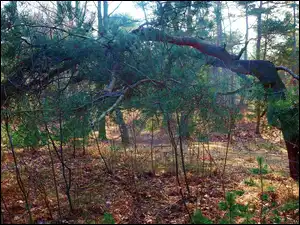 Rośliny, Las, Drzewa