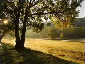Drzewo, Mgła, Łąka, Jesień, Poranek