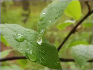 Liście, Deszczu, Zielone, Mokre, Krople