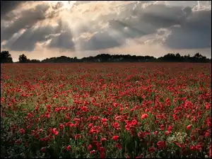 Promienie słońca, Pole, Maki