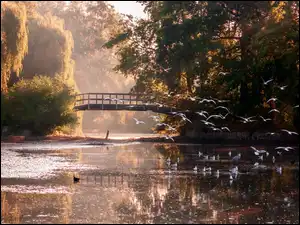 Staw, Park, Mostek, Jesień, Drzewa, Ptaki