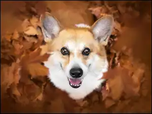 Liście, Pysk, Welsh corgi pembroke, Pies, Uszy