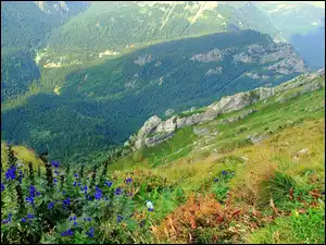 Roślinność, Polska, Lasy, Góry, Tatry