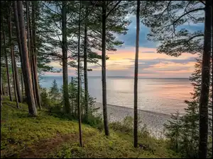 Stany Zjednoczone, Drzewa, Michigan, 
Plaża, Miners Beach, Sosny, Jezioro, Wschód słońca, Lake Superior