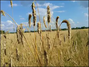 Zboże, Pole, Niebo, Kłosy