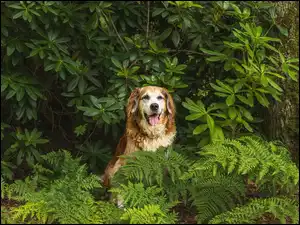 Golden retriever wśród paproci pod krzewem rododendronu