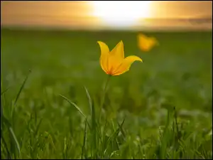Trawa, Kwiat, Żółty, Tulipan