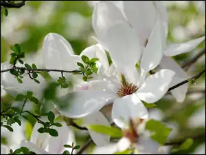 Wiosna, Magnolia, Kwiaty, Gałązka