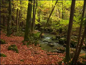 Las, Drzewa, Kamienie, Jesień, Omszone, Rzeka, Liście