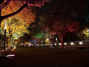 Noc, Miasto, Aleja, Drzewa, Oświetlenie, Droga