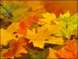 Jesień, Liście, Ważka