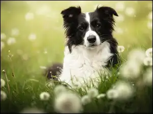 Łąka, Rozmycie, Border collie, Pies, Dmuchawce