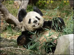 Bambus, Miś, Panda