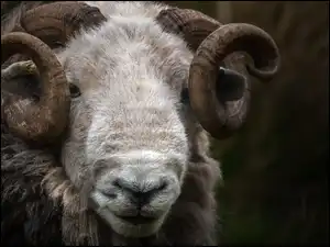 Rogi, Owca, Herdwick