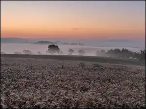 Wzgórza, Wschód słońca, Drzewa, Pola, Mgła