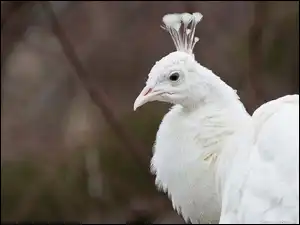Paw, Biały
