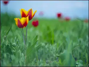 Żółto-czerwone, Trawa, Dwa, Kwiaty, Tulipany