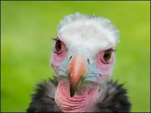 Sęp, Młody
