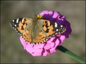 Kwiat, Motyl, Rusałka osetnik