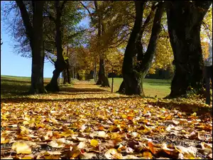 Liście, Aleja, Drzew, Jesień