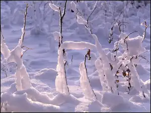 Uschnięte, Rośliny, Śnieg, Zima, Ośnieżone