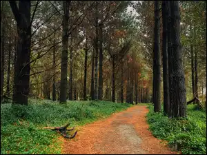 Roślinność, Las, Drzewa, Ścieżka