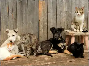Koty, Dwa, Psy, Cztery