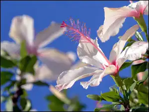 Lato, Kwiat, Biały Hibiskus, Niebo