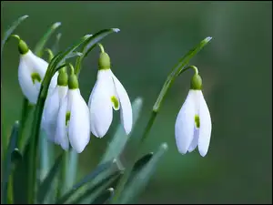 Przebiśniegi