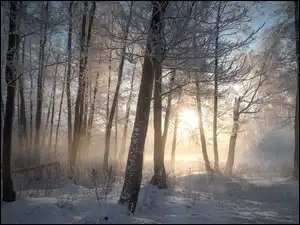 Las, Drzewa, Śnieg, Wschód słońca, Zima, Mgła
