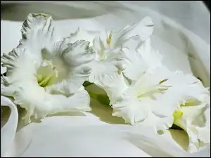 Gladiola, Kwiat, Biały, Mieczyk