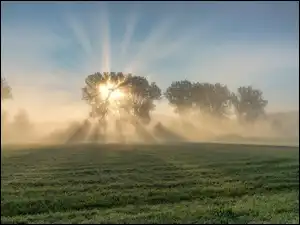 Mgła, Przebijające światło, Drzewa, Pola, Wschód słońca