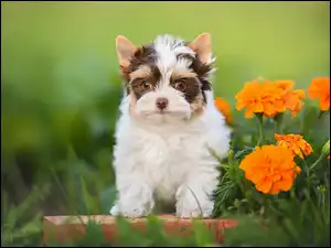 Yorkshire terrier biewer, Trawa, Szczeniak, Pies, Kwiaty