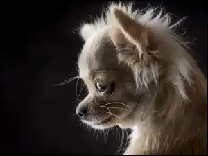 Chihuahua, Słodki, Szczeniaczek