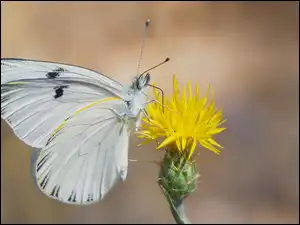 Kwiat, Biały, Motyl, Żółty