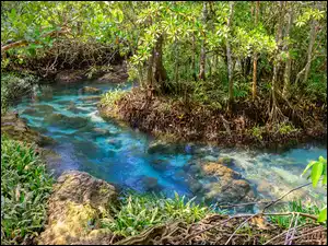 Rośliny, Mokradła, Tha Pom Khlong Song Nam Prowincja, Tajlandia, Rezerwat przyrody, Krabi