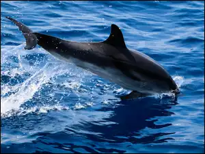 Woda, Delfin
