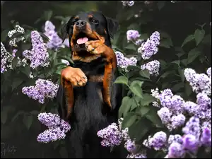 Bez, Rottweiler, Pies, Kwiaty