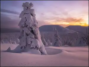 Drzewa, Zachód słońca, Śnieg, Zima, Góry