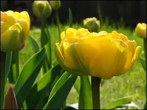 Wiosenne, Żółte, Tulipany, Kwiaty