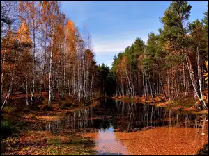 Liście, Jesień, Las, Woda