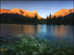 Roślinność, Góry, Las, Alberta, Canadian Rockies, Drzewa, Kanada, Rzeka Bow