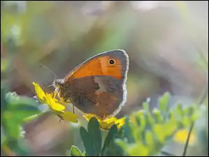 Żółte, Rozmyte tło, Strzępotek ruczajnik, Motyl, Kwiaty